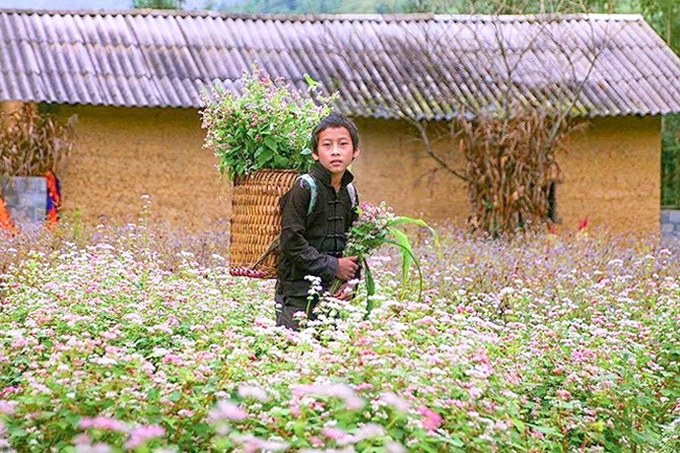 Buckwheat flowers bloom in Ha Giang - 8 Buckwheat flowers bloom in Ha Giang - 8