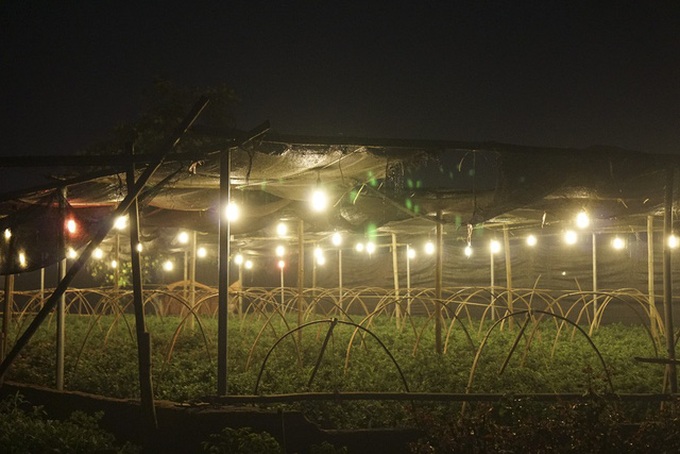 Hanoi flower village sparkles at night - 5