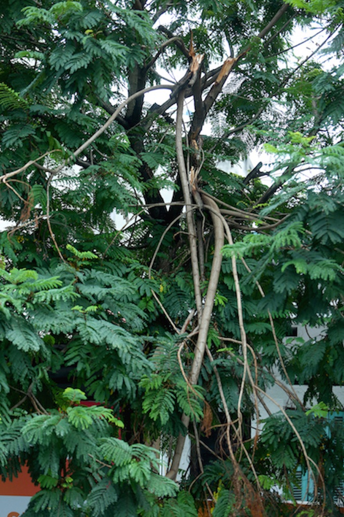 Hanoi trees at risk of collapse - 3