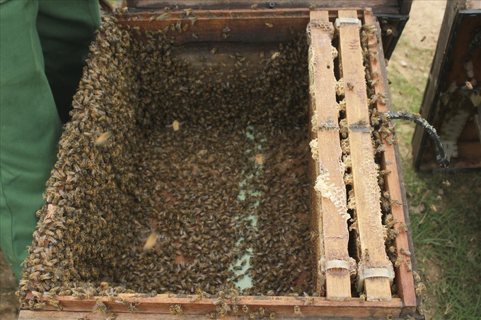 Honey harvesting season in Hung Yen - 7