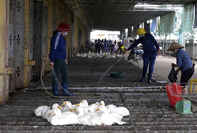 Bird flu scare prompts tighter restrictions - 3 Bird flu scare prompts tighter restrictions - 3