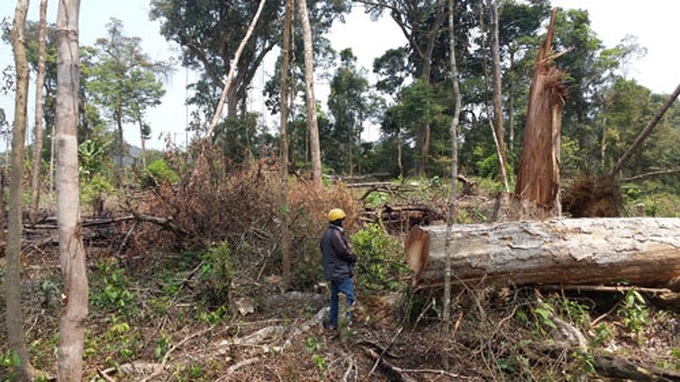 Doubts raised over pricey forest restoration plan - 1 Doubts raised over pricey forest restoration plan - 1