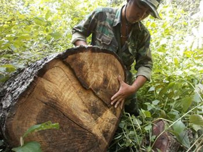 Calls to halt natural forest exploitation by 2013 - 1 Calls to halt natural forest exploitation by 2013 - 1