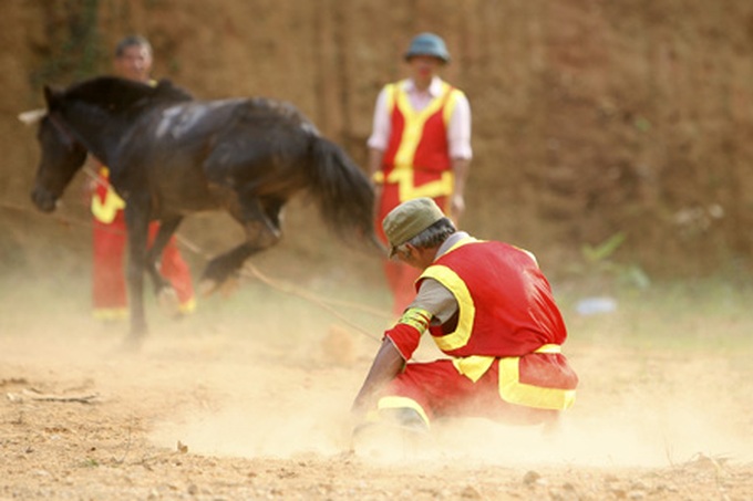 Horse fighting in Ha Giang Province - 5
