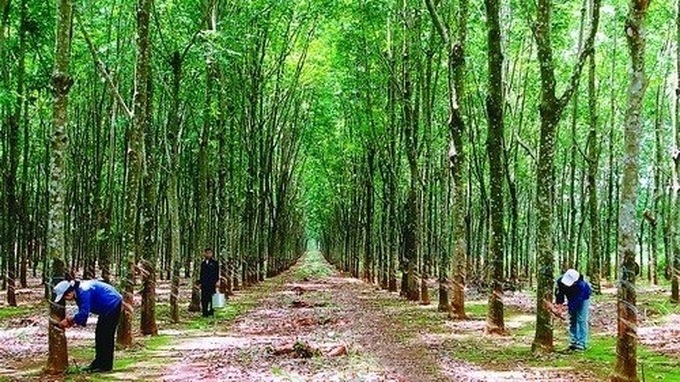 Vietnam’s company to plant 500 ha of rubber in Laos - 1