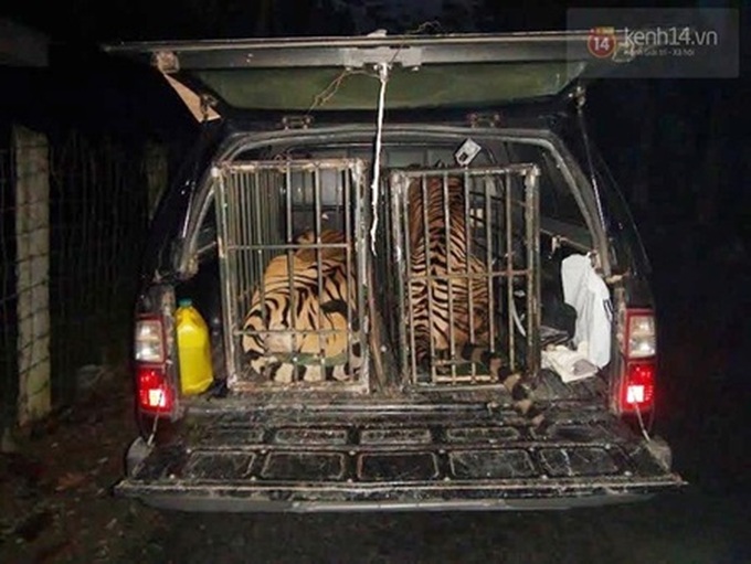 Nghe An sends rare tigers to Hanoi - 1