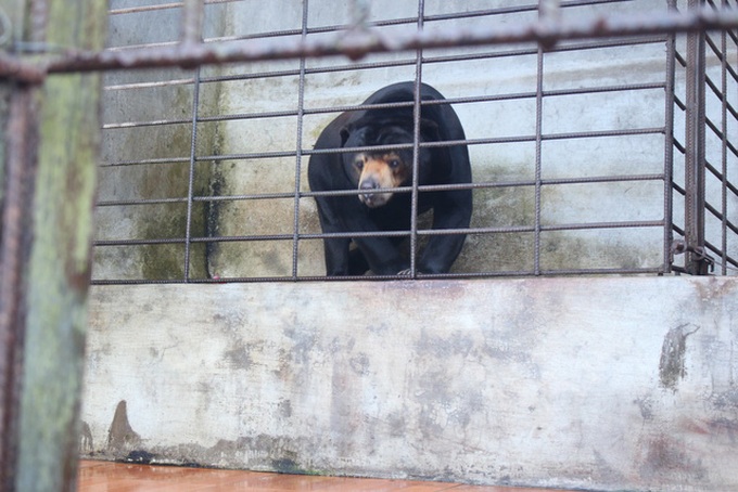 A 16-year old bear rescued from Lam Dong tourist site - 1