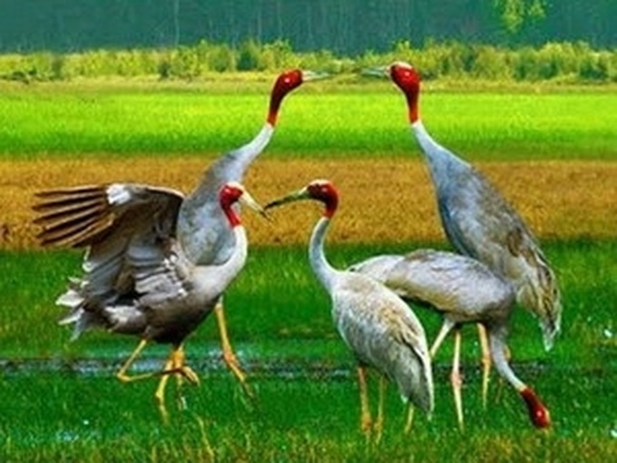 Red-headed cranes return to grass field in Kien Giang - 1 Red-headed cranes return to grass field in Kien Giang - 1
