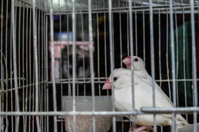 Bird selling booms for July festival - 4