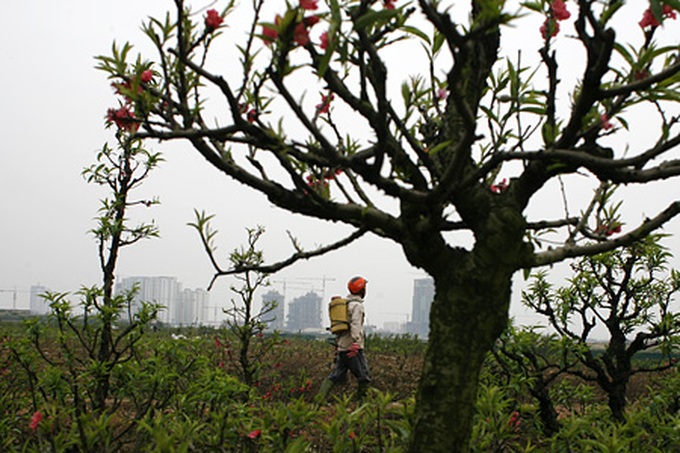 Peach orchards threatened by urbanisation - 4 Peach orchards threatened by urbanisation - 4