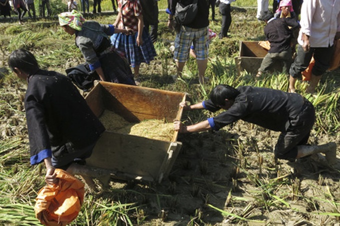 Farming competition at Mu Cang Chai terraced field - 5