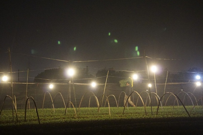 Hanoi flower village sparkles at night - 6