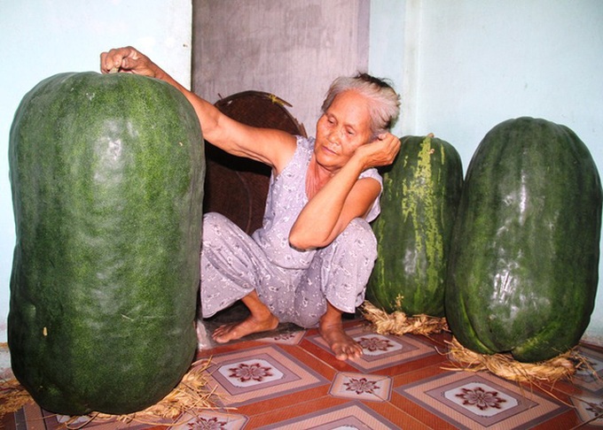 Binh Dinh village's giant winter melons - 6