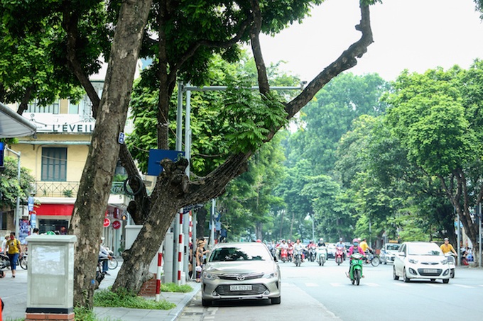 Hanoi trees at risk of collapse - 4