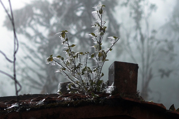 Cold spell threatens Sapa livestock - 4