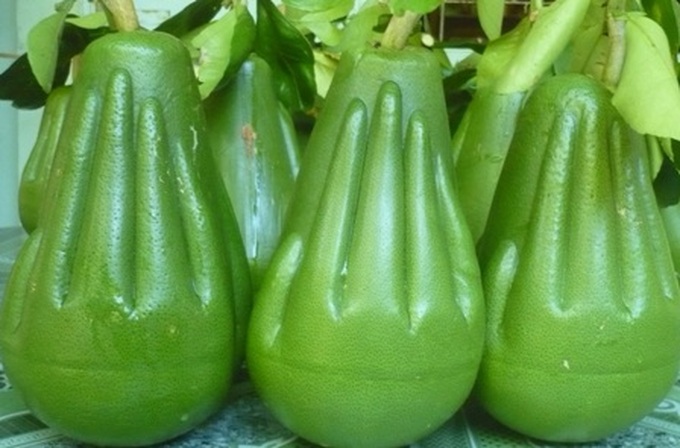 Farmers grow shaped pomelos for coming Tet - 1