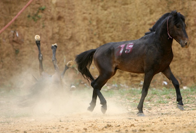 Horse fighting in Ha Giang Province - 6