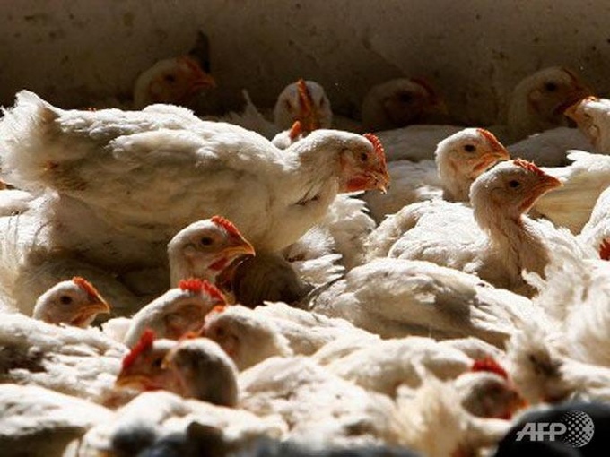 China reports bird flu outbreak - 1