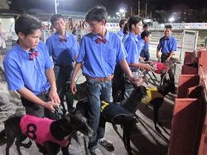 Seeing thrilling greyhound races in Vung Tau - 2