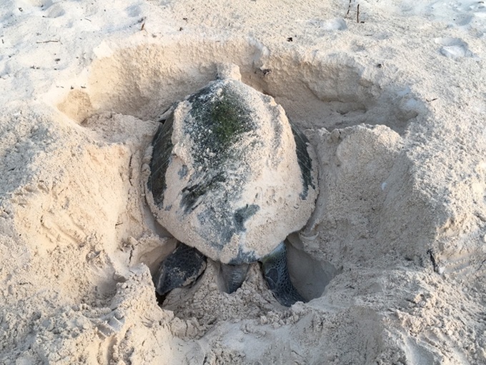 Turtle conservation on Con Dao Island - 1