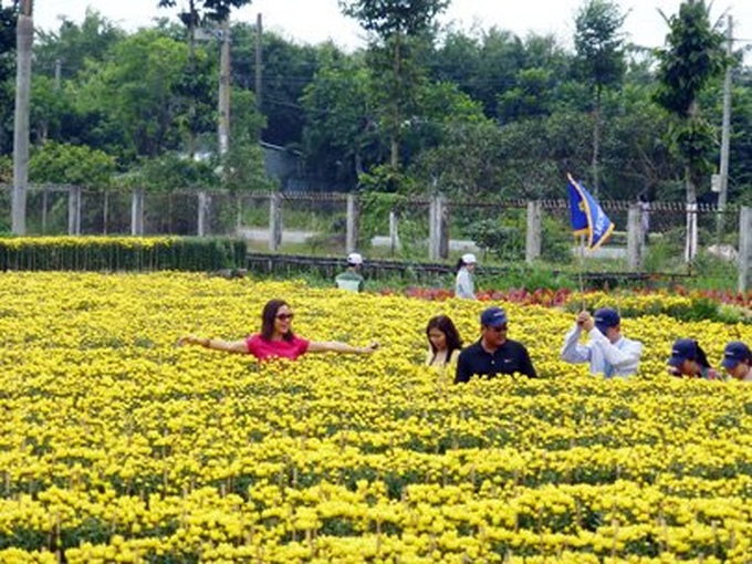 Sa Dec flower village blossoms in spring - 3 Sa Dec flower village blossoms in spring - 3