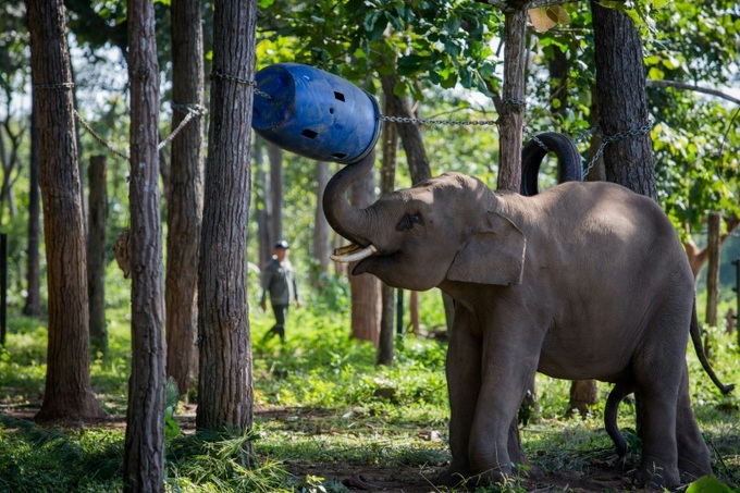 Fad for 'lucky' tail hair threatens Vietnam elephants - 1