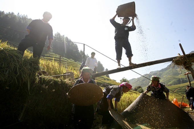 Farming competition at Mu Cang Chai terraced field - 6