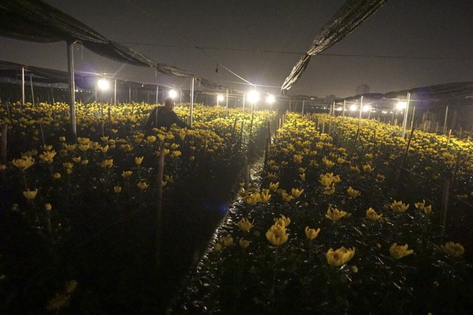 Hanoi flower village sparkles at night - 4