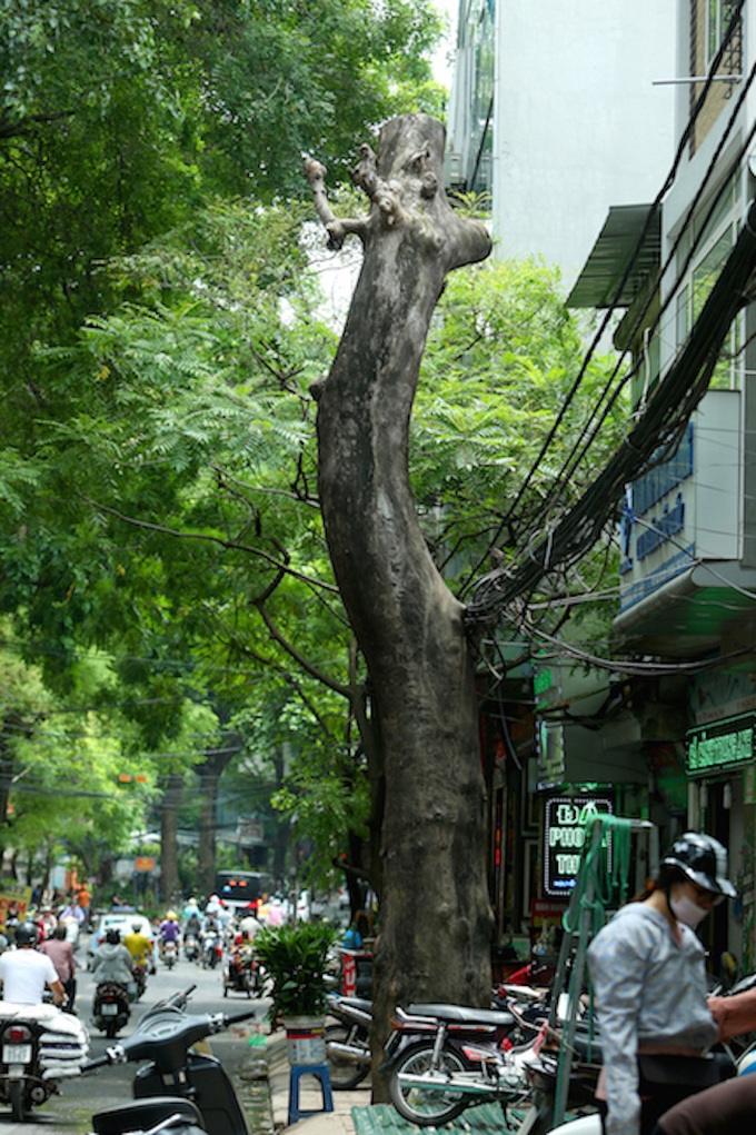 Hanoi trees at risk of collapse - 5