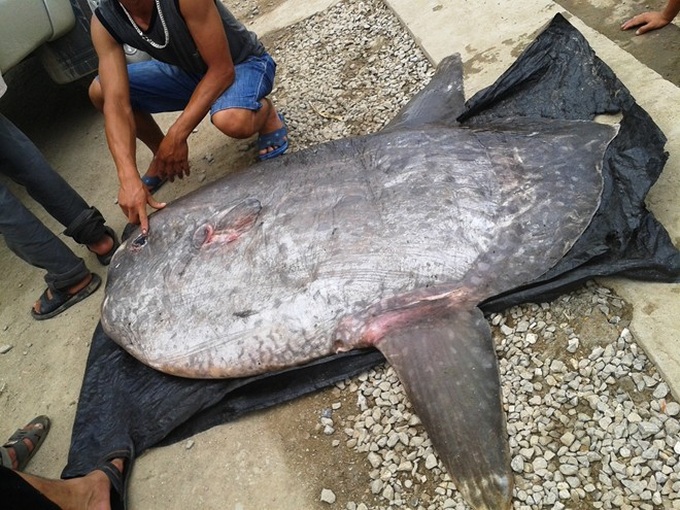 Nghe An fishermen catch rare ocean sunfish - 3