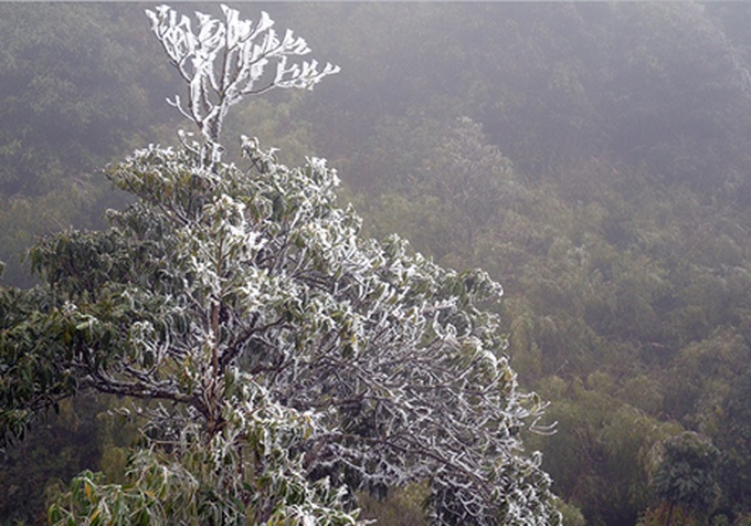 Cold spell threatens Sapa livestock - 6