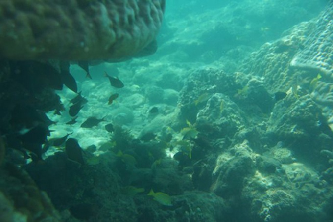 Snorkelling in Nha Trang - 4