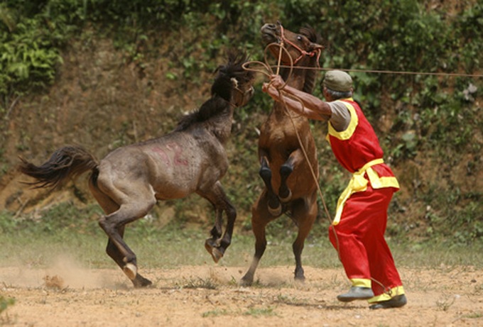Horse fighting in Ha Giang Province - 8