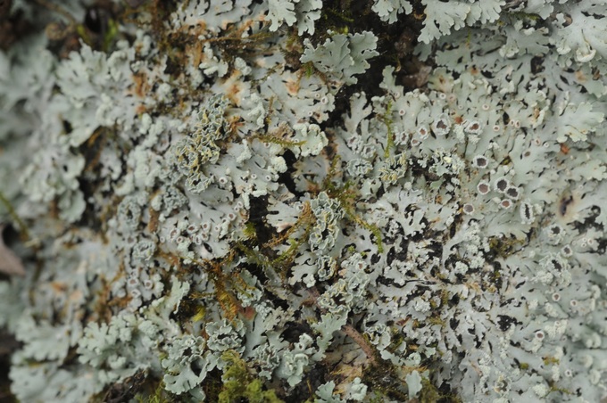 New species of Lichen named after Dilmah founder - 4 New species of Lichen named after Dilmah founder - 4