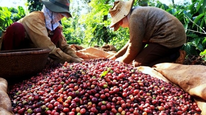 Vietnam sets to export US$6 billion of coffee by 2030 - 1
