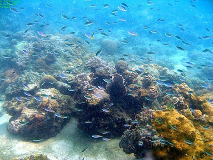 Phu Quoc coral starts to bleach - 1 Phu Quoc coral starts to bleach - 1