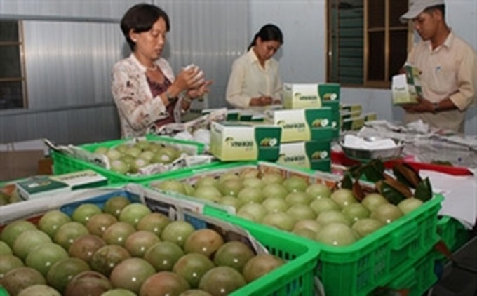 Vietnam enters the top five exporters of vegetables and fruit - 1 Vietnam enters the top five exporters of vegetables and fruit - 1