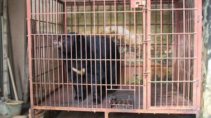 Hanoi: 200kg captive bear rescued - 1 Hanoi: 200kg captive bear rescued - 1