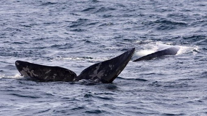 Dead southern right whale excites scientists - 1