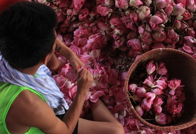 Hanoi’s lotus tea-making art - 11