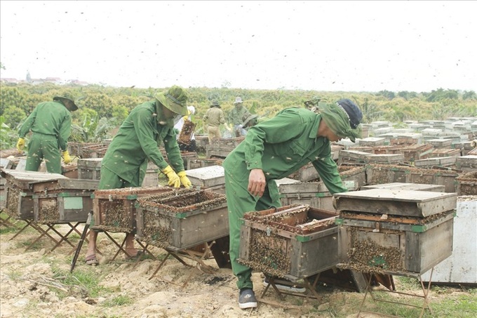 Honey harvesting season in Hung Yen - 1
