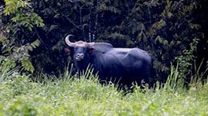 Gaur discovered in Quang Nam province - 1 Gaur discovered in Quang Nam province - 1