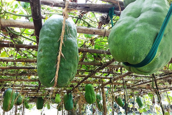 Binh Dinh village's giant winter melons - 3