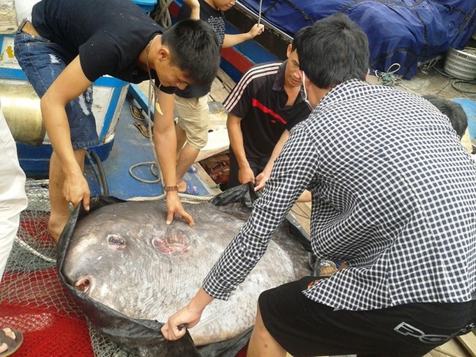 Nghe An fishermen catch rare ocean sunfish - 4