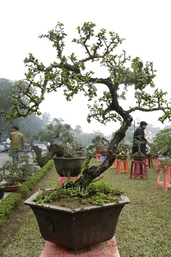 Rare bonsai exhibition in Hanoi - 7