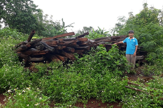 Gia Lai pepper production failure - 1 Gia Lai pepper production failure - 1