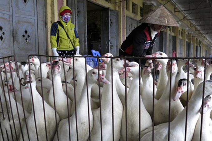Bird flu scare prompts tighter restrictions - 6 Bird flu scare prompts tighter restrictions - 6