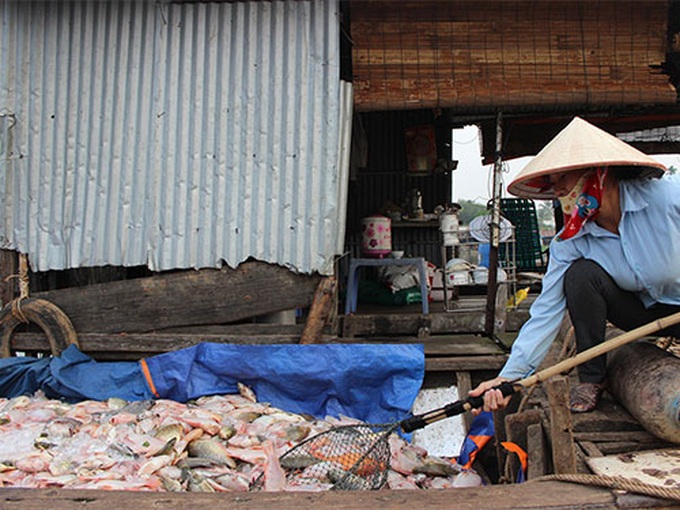Pollution kills fish in Dong Nai River - 1
