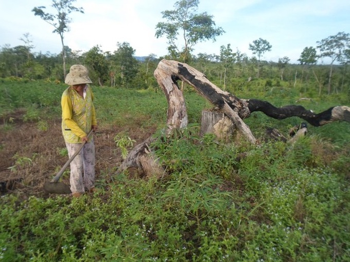 Forests of Central Highlands disappear due to inefficient management - 1 Forests of Central Highlands disappear due to inefficient management - 1