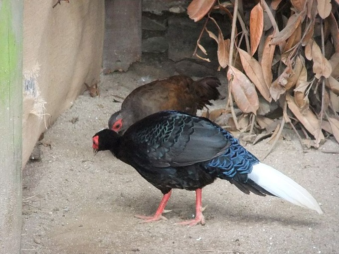 Vietnam boosts protection of near-extinct pheasant - 1